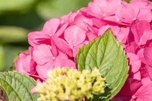 Bouquet Rose - afbeelding 5