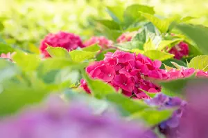 Bouquet Rose - afbeelding 3