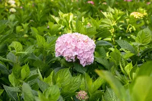 Bouquet Rose - afbeelding 5