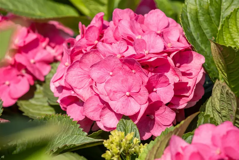 Bouquet Rose - afbeelding 2