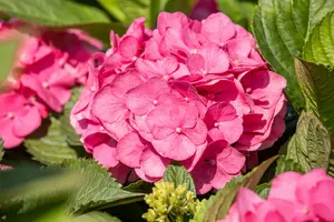 Bouquet Rose - afbeelding 2