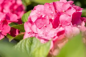 Bouquet Rose - afbeelding 4