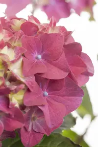 Hydrangea macr. 'Endless Summer Bloomstar Pink' 25- 30   C3 - afbeelding 4