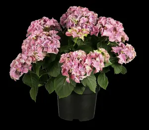 macrophylla - afbeelding 4