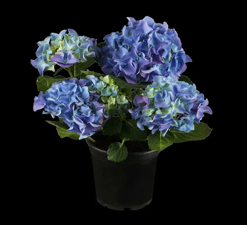 macrophylla - afbeelding 2