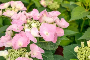 Frisbee® 'Pink'