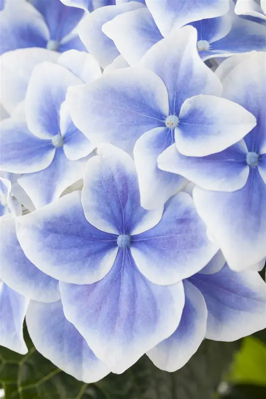 Hydrangea macr. 'Endless Summer Twist&shout'® blue 25- 30   C3 - afbeelding 2