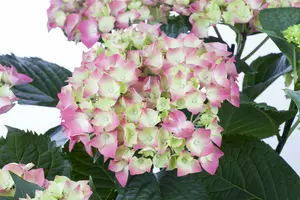 Hydrangea macr. 'Leuchtfeuer' 40- 60   C12 - afbeelding 1