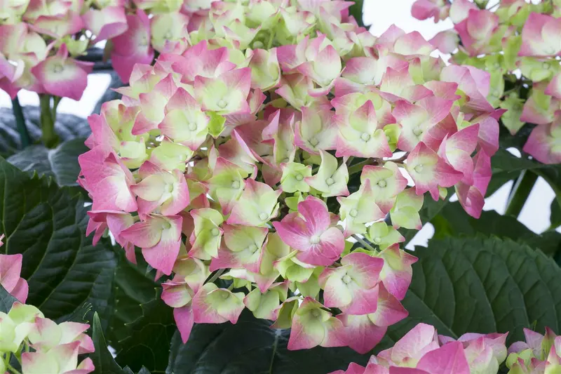Hydrangea macr. 'Leuchtfeuer' 40- 60 C12 - afbeelding 2