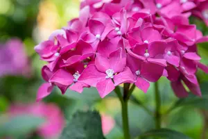 Hydrangea macr. 'Leuchtfeuer' 40- 60 C12 - afbeelding 4