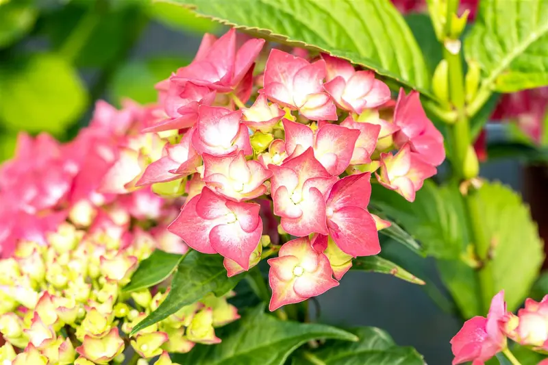 Hydrangea macr. 'Leuchtfeuer' 40- 60 C12 - afbeelding 5