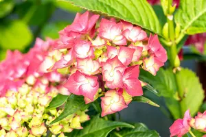 Hydrangea macr. 'Leuchtfeuer' 40- 60 C12 - afbeelding 5