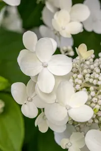Teller White