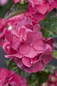 Merveille Sanguine - afbeelding 4