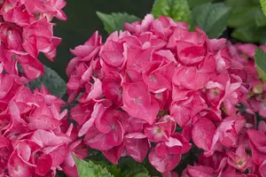 Merveille Sanguine - afbeelding 2