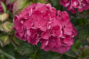 Merveille Sanguine - afbeelding 5
