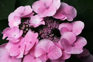 Hydrangea macr. 'Rotkehlchen' 25- 30   C