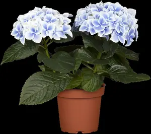Hydrangea macr. wit/blanc 25- 30   C - afbeelding 5