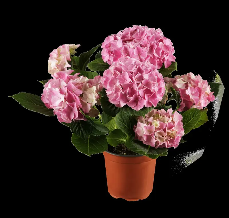 Hydrangea macr. wit/blanc 40- 60   C10 - afbeelding 1