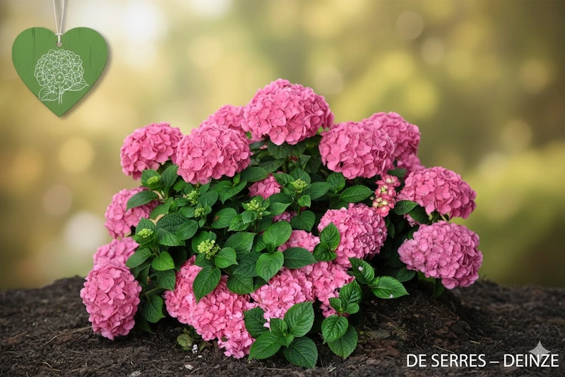 Hydrangea macrophylla 'King George VII' C (25- 30)