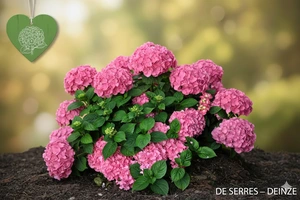 Hydrangea macrophylla 'King George VII' C (25- 30)