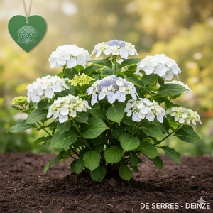 Hydrangea macrophylla 'Mariesii Grandiflora' C (25- 30)