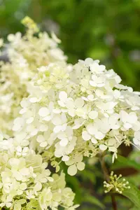 Hydrangea pan. 'Bobo'® 60- 80   C12 - afbeelding 4