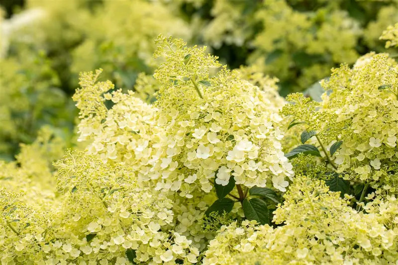 Hydrangea pan. 'Bobo'® 60- 80   C12 - afbeelding 2