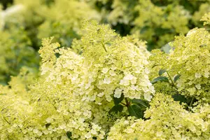 Hydrangea pan. 'Bobo'® 60- 80   C12 - afbeelding 2