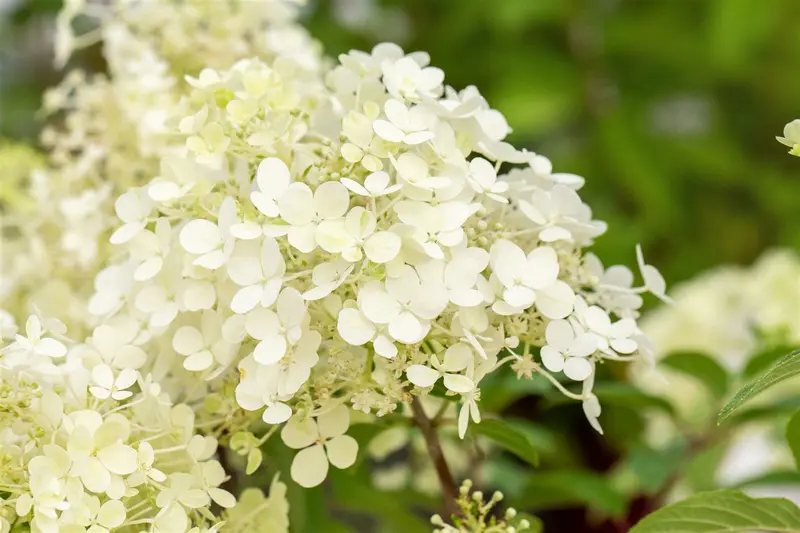 Hydrangea pan. 'Bobo'® 60- 80   C12 - afbeelding 3
