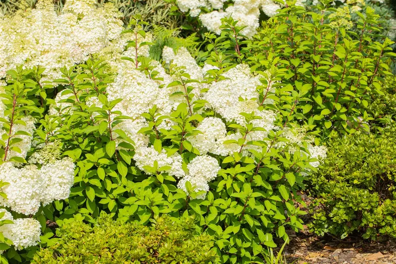 Hydrangea pan. 'Bobo'® 60- 80   C12 - afbeelding 5