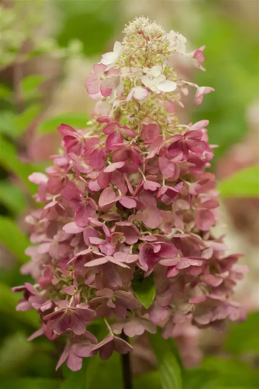 Hydrangea pan. 'Candlelight' 40- 50   C - afbeelding 1