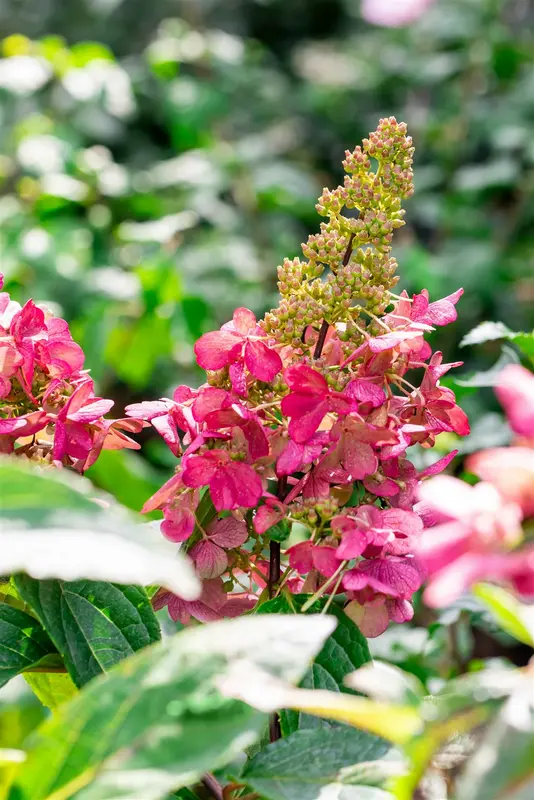 Hydrangea pan. 'Candlelight' 40- 50   C - afbeelding 3