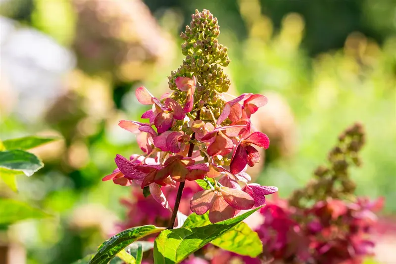 Hydrangea pan. 'Candlelight' 40- 50   C - afbeelding 2