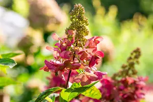 Hydrangea pan. 'Candlelight' 40- 50   C - afbeelding 2