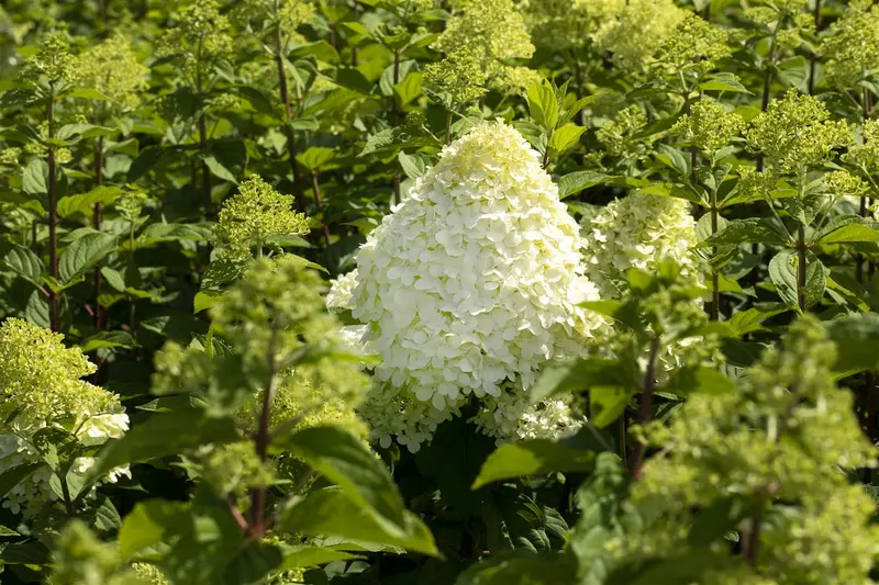 Grandiflora