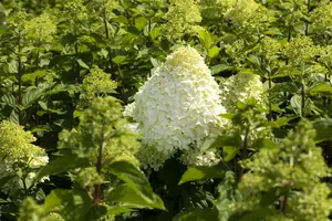 Grandiflora