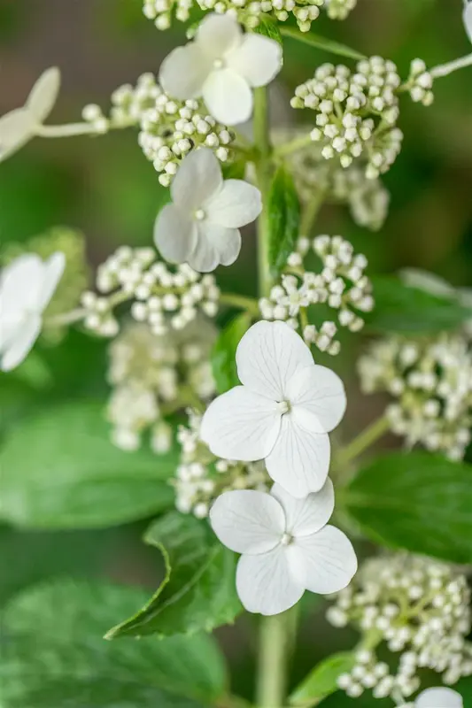 Hydrangea pan. 'Kyushu' 40- 50   C - afbeelding 3
