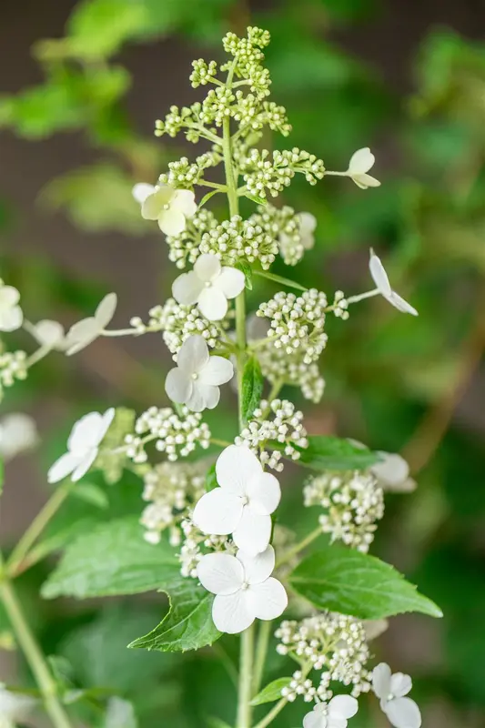 Hydrangea pan. 'Kyushu' 40- 50   C - afbeelding 4