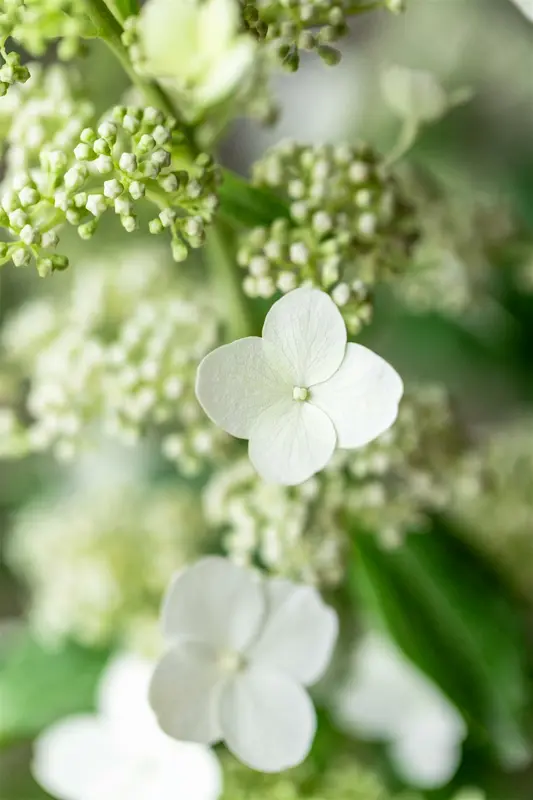 Hydrangea pan. 'Kyushu' STAM/100 C10 - afbeelding 5