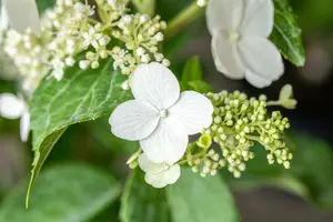 Hydrangea pan. 'Kyushu' STAM/100 C10 - afbeelding 2