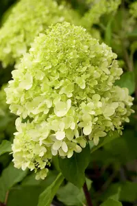 Hydrangea pan. 'Limelight'® 40- 50 C