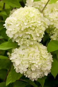 Hydrangea pan. 'Limelight'® 40- 50   C - afbeelding 3