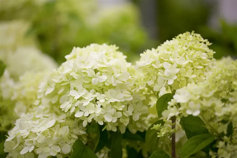 Hydrangea pan. 'Limelight'® 40- 50   C - afbeelding 2