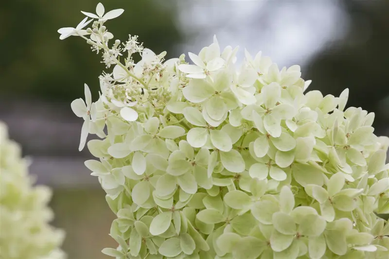 Hydrangea pan. 'Limelight'® 40- 50   C - afbeelding 4