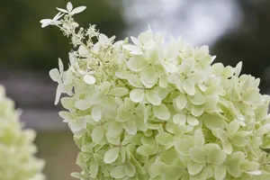 Hydrangea pan. 'Limelight'® 40- 50   C - afbeelding 4