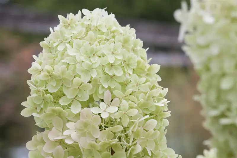 Hydrangea pan. 'Limelight'® 40- 50   C - afbeelding 5