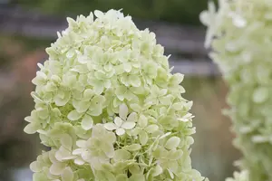 Hydrangea pan. 'Limelight'® 40- 50   C - afbeelding 5