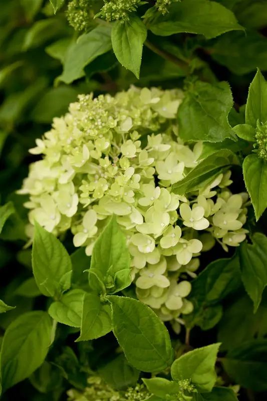 Hydrangea pan. 'Little Lime' ® ('jane') 40- 50 C5 - afbeelding 2