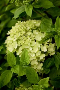 Hydrangea pan. 'Little Lime' ® ('jane') 40- 50 C5 - afbeelding 2